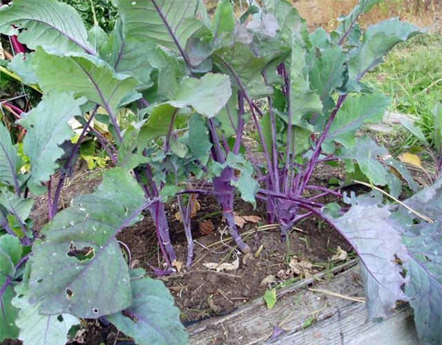 trong su hao tim tai nha: nhuom sac tim cho vuon them xinh hinh anh 8