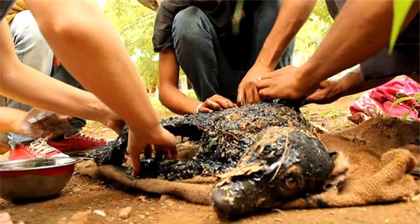 Tai nạn bất ngờ biến chú chó thành đống bùn đen bất động nhưng điều kỳ diệu đã xảy ra - Ảnh 4.