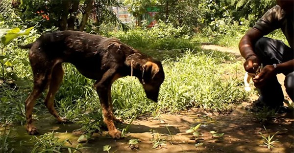 Tai nạn bất ngờ biến chú chó thành đống bùn đen bất động nhưng điều kỳ diệu đã xảy ra - Ảnh 5.