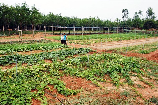 Thạc sỹ bỏ viện nghiên cứu về trồng rau: 'Họ nghĩ vợ chồng tôi bị ma nhập'