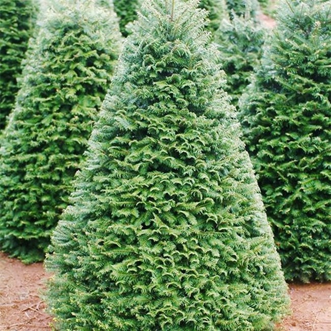 Cay thong Noel that tu My gia 7 trieu dong ban o Sai Gon hinh anh 1