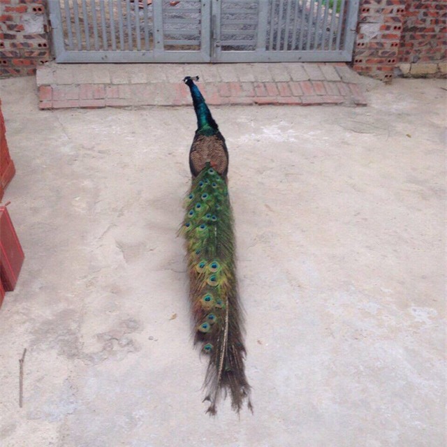 Chim Công của có bộ lông rất dài và đẹp