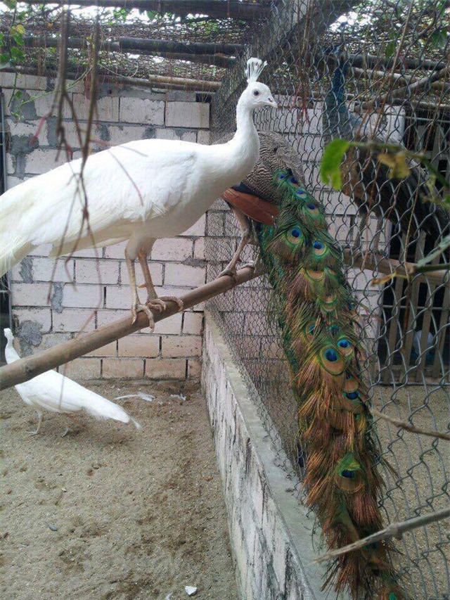 Hai loại Công được nuôi chung trong chuồng