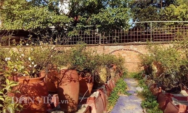 xuat hien nhieu “mai trang” nghin do don tet o nhat tan hinh anh 1