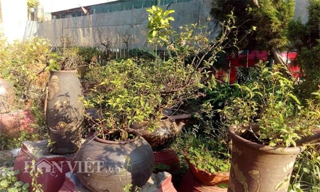 xuat hien nhieu “mai trang” nghin do don tet o nhat tan hinh anh 4