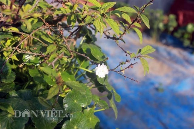 xuat hien nhieu “mai trang” nghin do don tet o nhat tan hinh anh 5