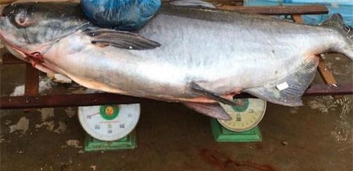 Chi gần nửa tỷ rước 'thủy quái' từ Biển Hồ về Sài Gòn