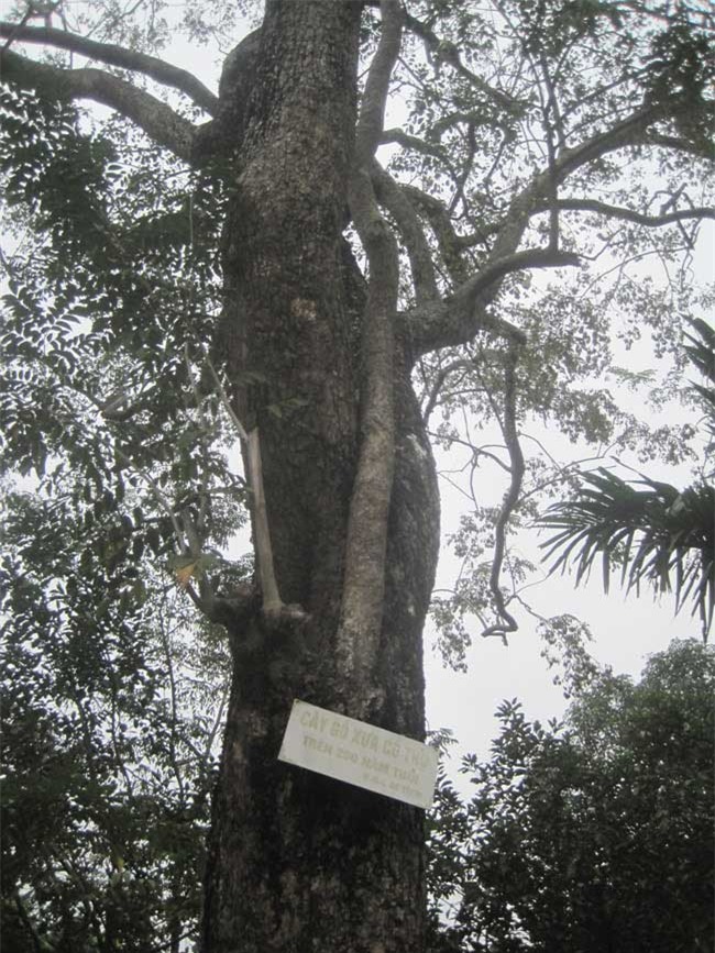 Thực hư cây sưa 200 tuổi giá 50 tỷ: Cuộc 'hỗn chiến' đổ máu