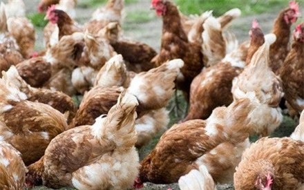 Vi khuẩn chết người trong thịt gà có thể kháng lại thuốc kháng sinh - Ảnh 1.