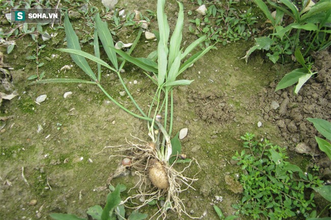 Danh y 40 năm dùng gừng tự chữa bệnh tiết lộ bài thuốc quý từ củ gừng ai cũng làm được - Ảnh 2.