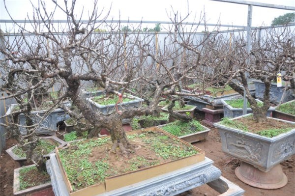 Vườn đào bạc tỷ ở Nhật Tân được lắp điều hòa để bung hoa đúng Tết
