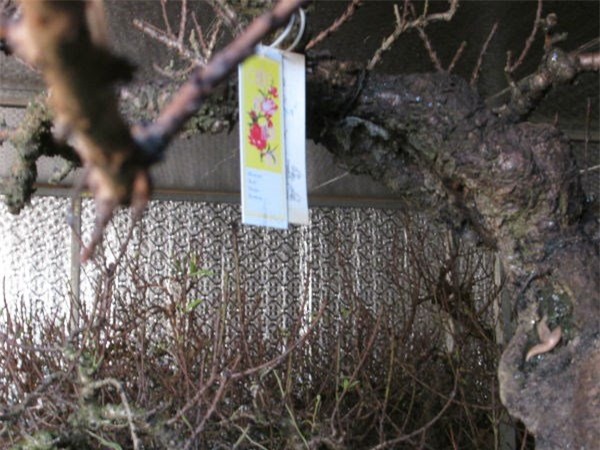 Vườn đào bạc tỷ ở Nhật Tân được lắp điều hòa để bung hoa đúng Tết