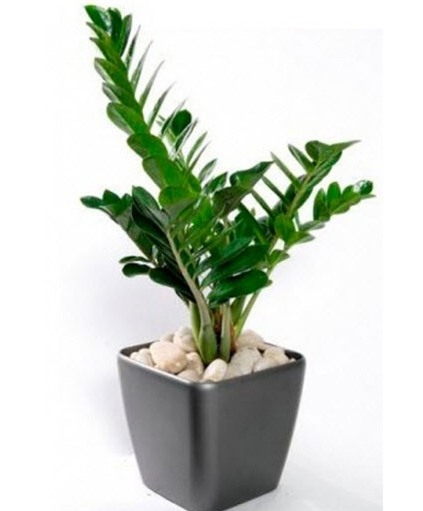 chon cay canh theo menh de tai loc chay vao nha - 1