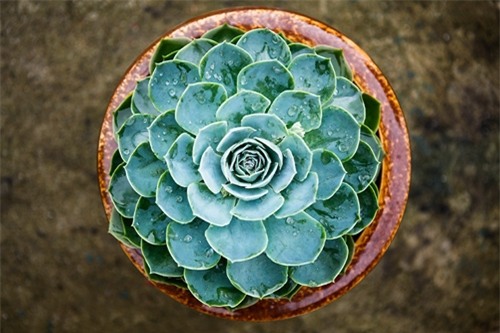 chon cay canh theo menh de tai loc chay vao nha - 2