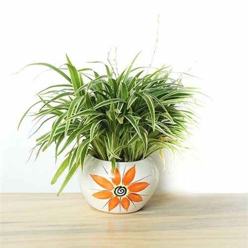 chon cay canh theo menh de tai loc chay vao nha - 3