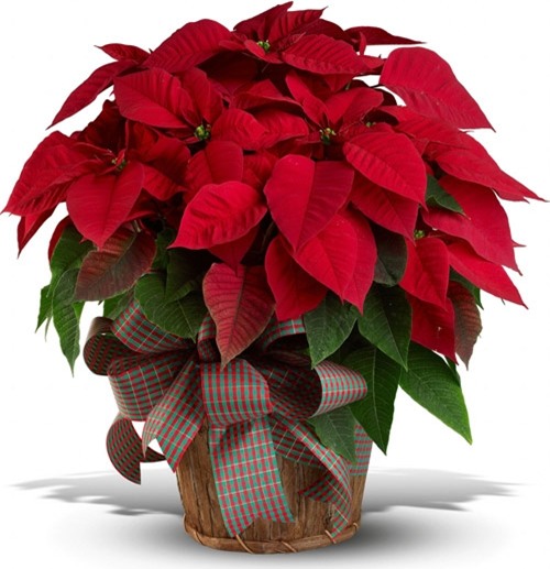 chon cay canh theo menh de tai loc chay vao nha - 4