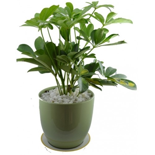 chon cay canh theo menh de tai loc chay vao nha - 5