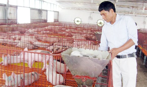 Lạ lùng chuyện đàn lợn đông đúc lên ở 'chung cư' tại Hà Nội