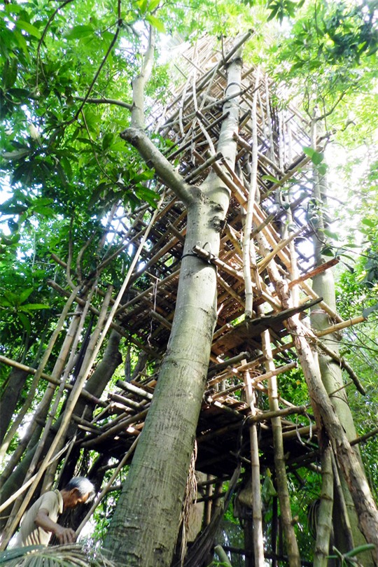 Lạ lùng cụ ông chỉ thích ở trên… ngọn cây! - Ảnh 1.