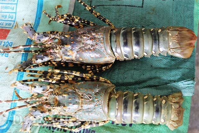 vo tom hum bong dat khach: mua gia 2.000 dong, ban ra gap 50 lan hinh anh 2