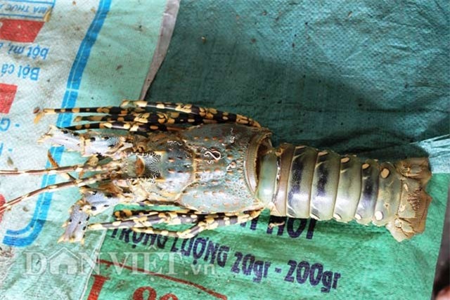 vo tom hum bong dat khach: mua gia 2.000 dong, ban ra gap 50 lan hinh anh 4