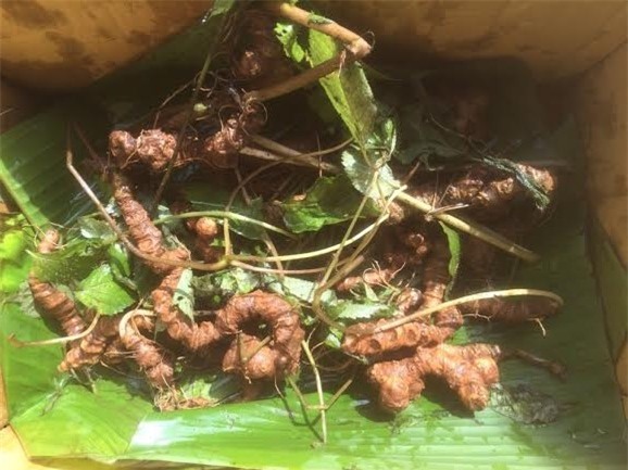 Bỏ 500 triệu mua sâm Ngọc Linh ngâm rượu thưởng tết