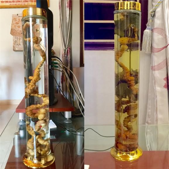 Bỏ 500 triệu mua sâm Ngọc Linh ngâm rượu thưởng tết