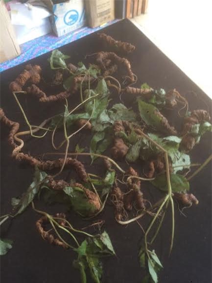 Bỏ 500 triệu mua sâm Ngọc Linh ngâm rượu thưởng tết