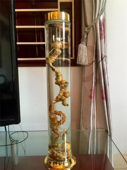 Bỏ 500 triệu mua sâm Ngọc Linh ngâm rượu thưởng tết