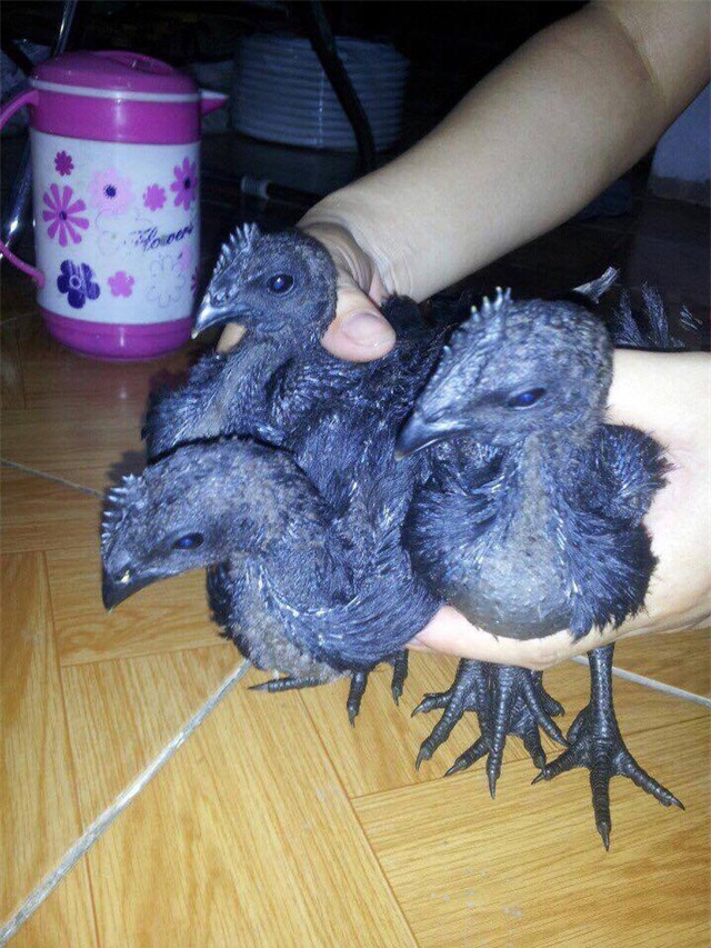 Gà con 1 tháng tuổi có thể xuất chuồng