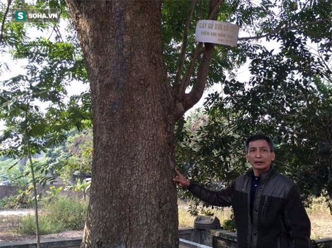 Cận cảnh cây sưa 50 tỷ trong vụ đánh nhau chảy máu đầu tại cuộc họp ở Bắc Ninh - Ảnh 10.