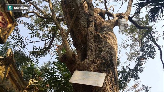 Cận cảnh cây sưa 50 tỷ trong vụ đánh nhau chảy máu đầu tại cuộc họp ở Bắc Ninh - Ảnh 4.