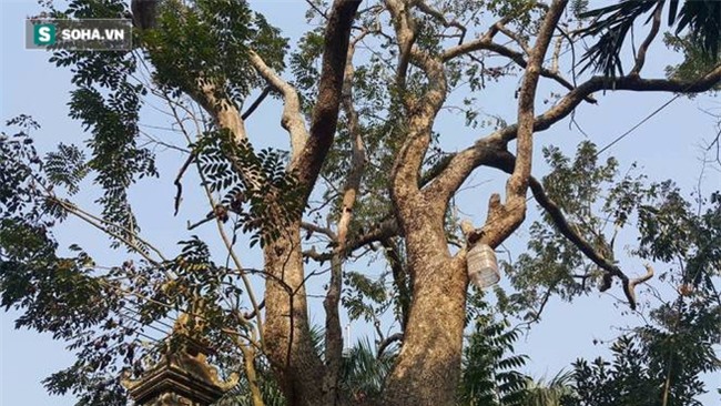 Cận cảnh cây sưa 50 tỷ trong vụ đánh nhau chảy máu đầu tại cuộc họp ở Bắc Ninh - Ảnh 5.