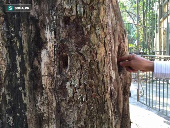 Cận cảnh cây sưa 50 tỷ trong vụ đánh nhau chảy máu đầu tại cuộc họp ở Bắc Ninh - Ảnh 8.