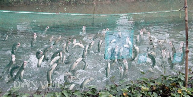 Anh nông dân Cần Thơ gọi cả vạn con cá lóc nhảy múa trên mặt nước