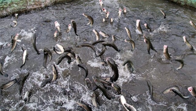 Anh nông dân Cần Thơ gọi cả vạn con cá lóc nhảy múa trên mặt nước