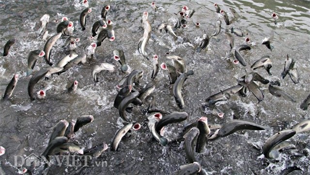 Anh nông dân Cần Thơ gọi cả vạn con cá lóc nhảy múa trên mặt nước