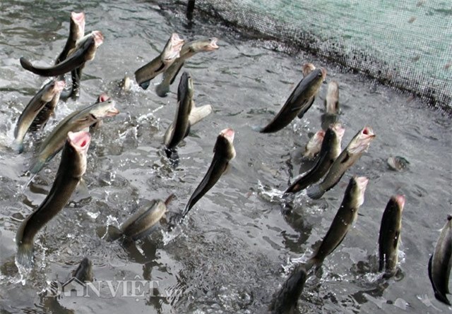 Anh nông dân Cần Thơ gọi cả vạn con cá lóc nhảy múa trên mặt nước