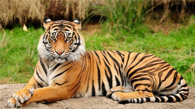 Kết quả hình ảnh cho hổ