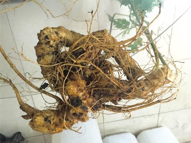 Củ tam thất cổ dài 1 mét: Ngàn USD không bán, để ngắm chơi
