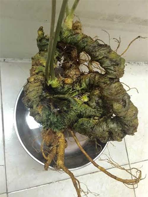 Củ tam thất cổ dài 1 mét: Ngàn USD không bán, để ngắm chơi