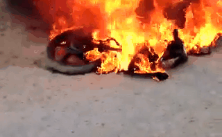 Dân bắt được “cẩu tặc” liền lao vào đánh đập, đốt luôn xe máy