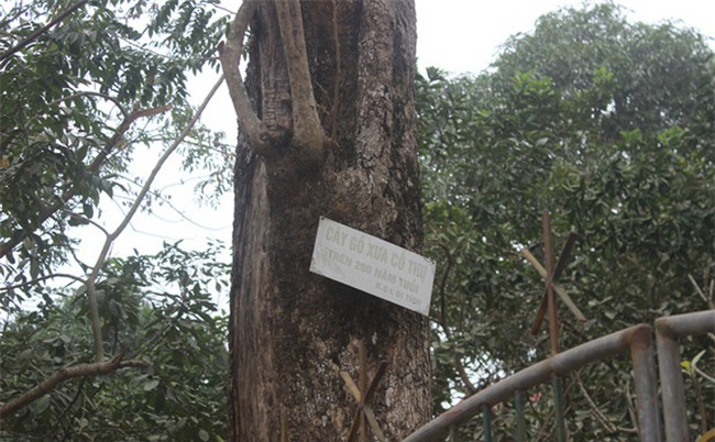 Người trả giá 49 tỷ đồng mua cây sưa đỏ quý ở Bắc Ninh 