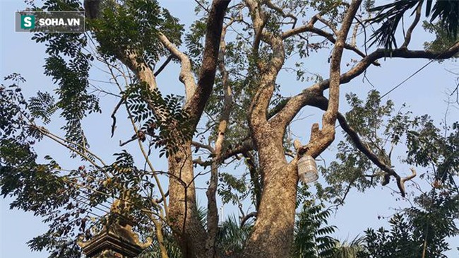 Người trả giá 49 tỷ đồng mua cây sưa đỏ quý ở Bắc Ninh mất hút, công an đến tận nhà tìm - Ảnh 3.