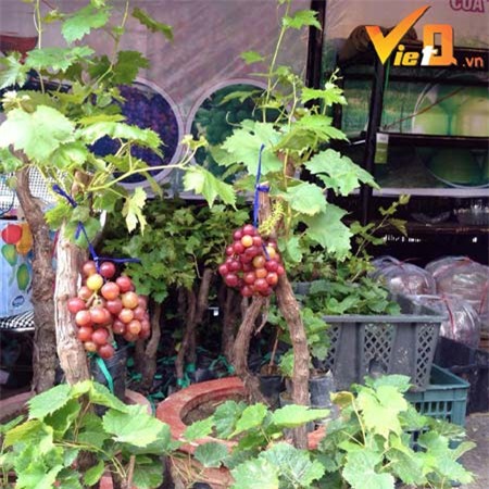 Tết Đinh Dậu 2017: Nho cảnh lần đầu đổ bộ ra Bắc với giá vài triệu đồng/cây