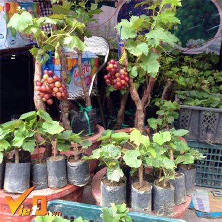 Tết Đinh Dậu 2017: Nho cảnh lần đầu đổ bộ ra Bắc với giá vài triệu đồng/cây
