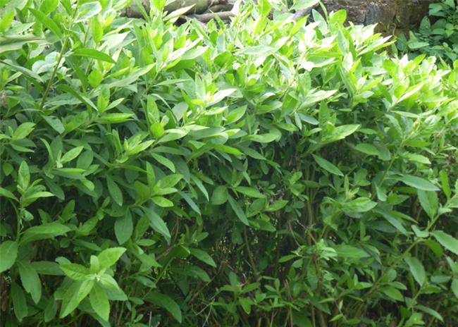 Image result for lá cúc tần