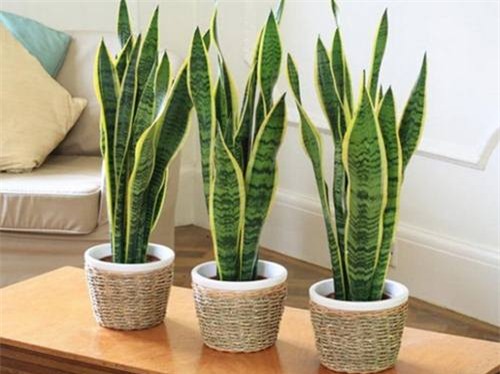Cây lưỡi hổ: Nên đặt một chậu nhỏ cây lưỡi hổ cạnh cửa sổ để lọc không khí, tạo nên giấc ngủ ngon cho mọi người.