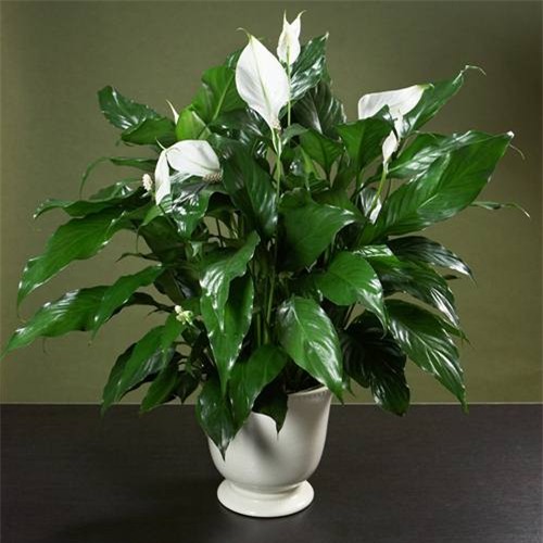 Cây lan ý: Đây là một loài hoa vừa làm đẹp cho căn phòng lại còn giúp lọc chất độc ra khỏi bầu không khí rất tốt.