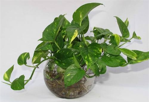 Cây trầu bà vàng: Cây trầu bà vàng giúp loại bỏ chất độc formaldehyde có trong không khí.